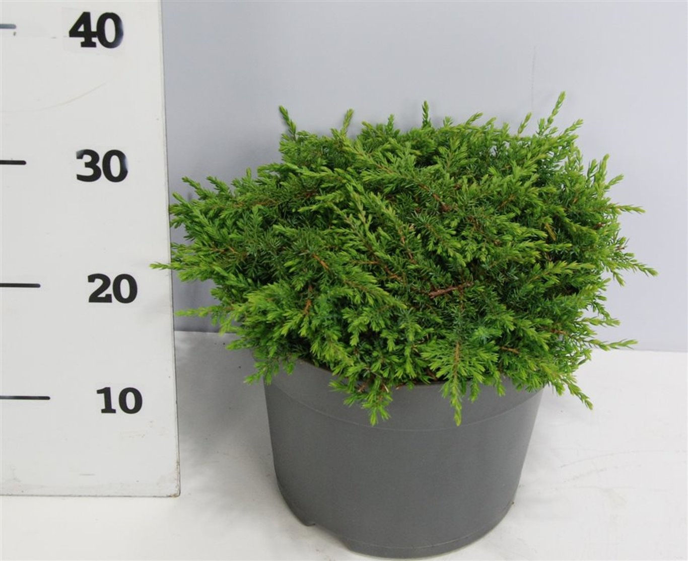Juniperus comm. 'Green Carpet' - C7.5 40-50 CM
